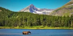 Cow Moose in Fishercap Lake Glacier National Park 1 header