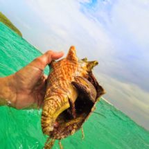 Giant Hermit Crab on Isla Palominito El Conquistador Puerto Rico 1