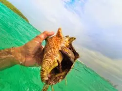 Giant Hermit Crab on Isla Palominito El Conquistador Puerto Rico 1