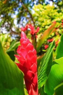 Ginger flowers in Rainforest El Yunque National Forest Puerto Rico 1