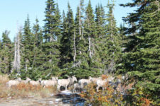 Bighorn Sheep flock at Two Medicine Glacier National Park
