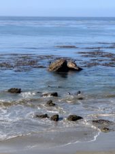Elephant seal colony San Simeon Cambria 1