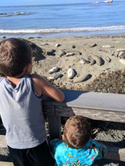Elephant seal colony San Simeon Cambria 2