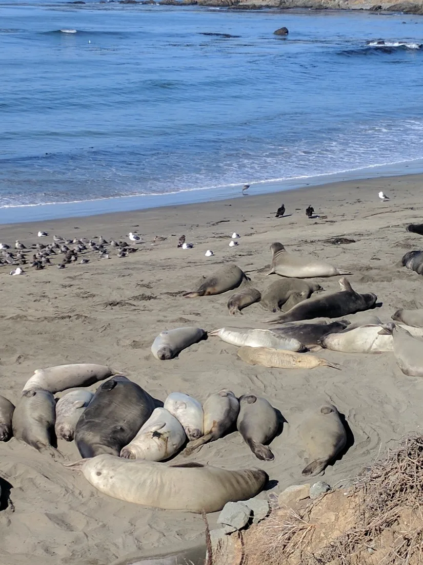 Elephant seal colony San Simeon Cambria 3