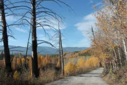 Road to Bowman Lake Polebridge Glacier National Park