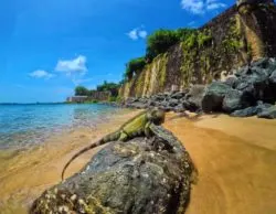 Iguana on rocks at Paseo del Morro San Juan National Historic Site Puerto Rico 4