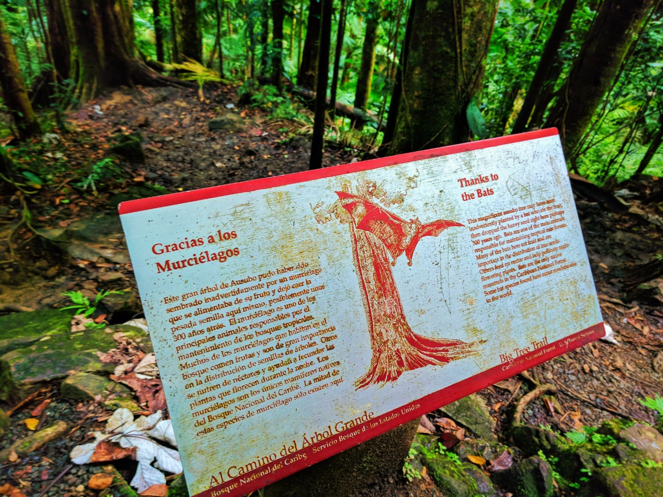 Informational sign in El Yunque National Forest Puerto Rico 3