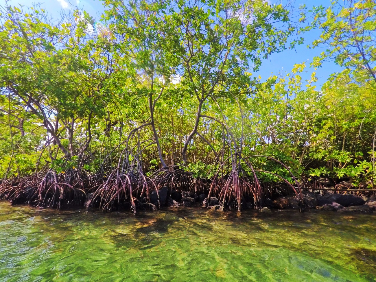 Mangroves on Laguna Condado San Juan Puerto Rico 1