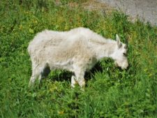 Young Mountain Goat in National Park 1