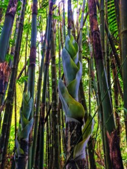 Rainforest Bamboo stand in El Yunque National Forest Puerto Rico 3