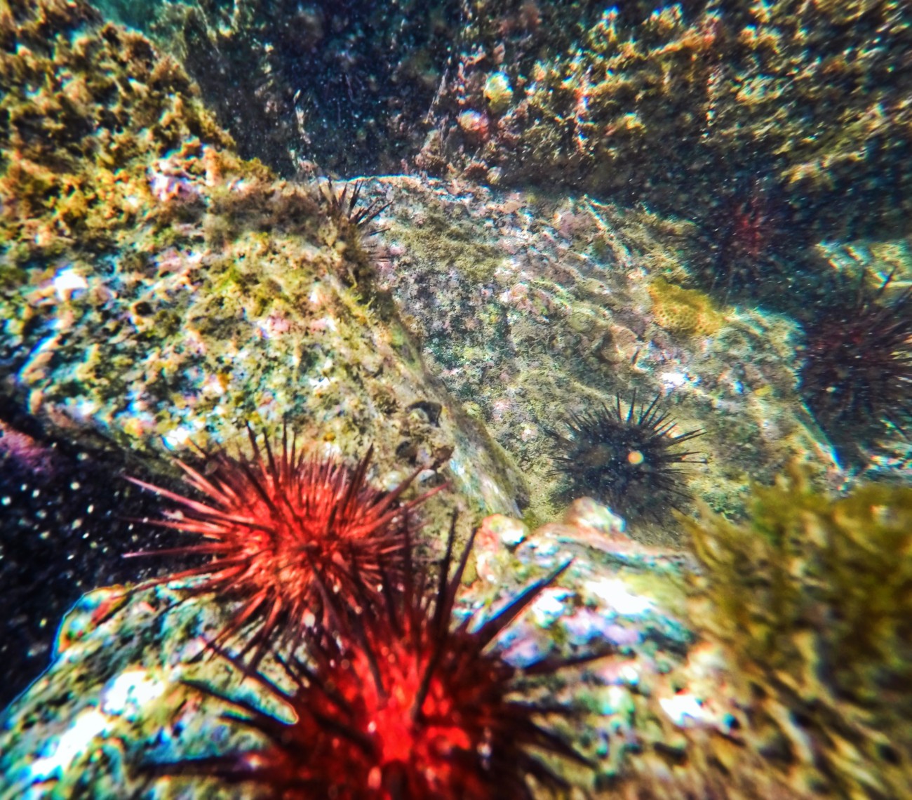 Red Sea Urchins in Laguna Condado San Juan Puerto Rico 1