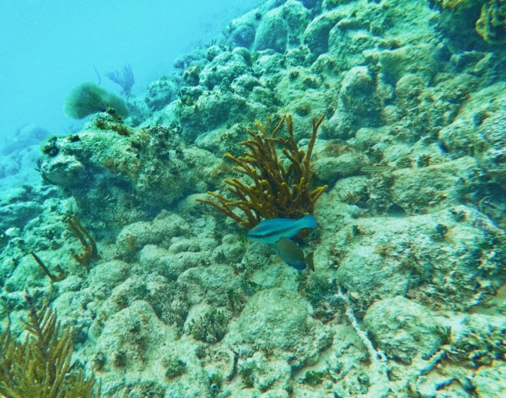 Tropical fish snorkeling Isla Palominito Puerto Rico 1 - 2TravelDads