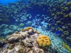 Tropical fish snorkeling Isla Palominito Puerto Rico 3