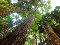 Tropical vines in Rainforest El Yunque National Forest Puerto Rico 1