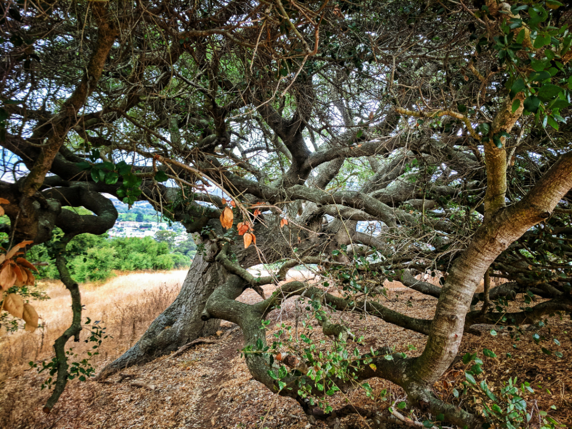 Ancient live oak at Cerro San Luis Obispo 1