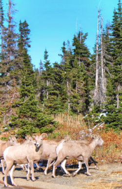 Bighorn Sheep Herd at Two Medicine Lake Glacier National Park 3