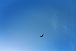 California Condor soaring in Pinnacles National Park 1
