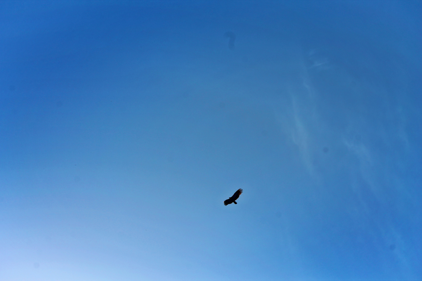 California Condor soaring in Pinnacles National Park 1