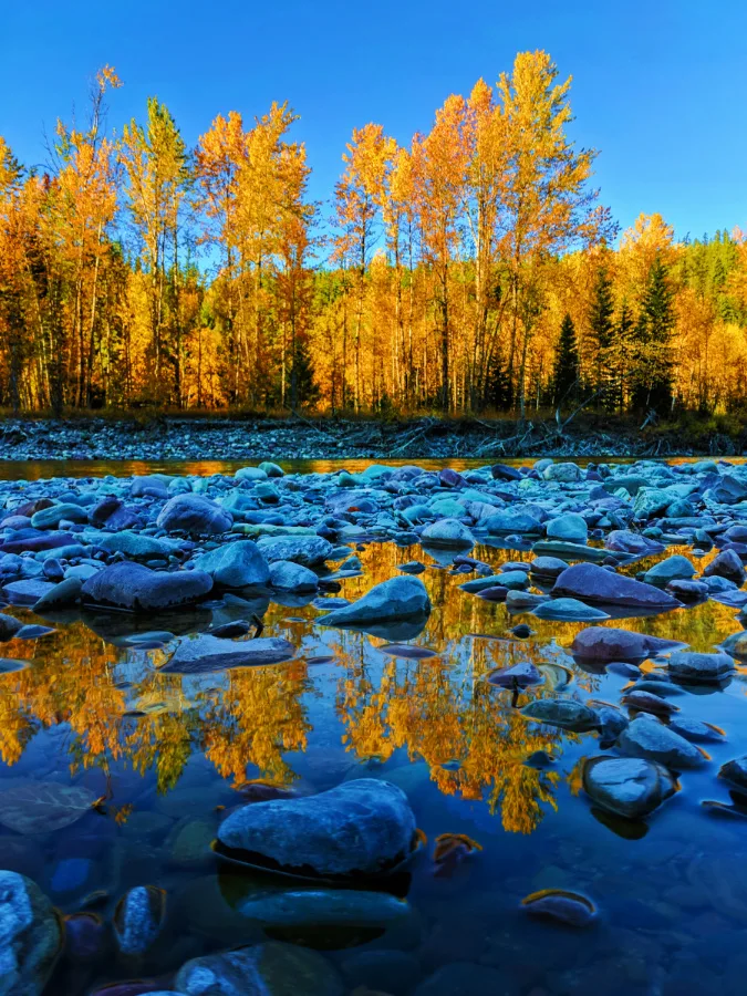 Fall Colors reflecting on River Flathead National Forest Montana 3