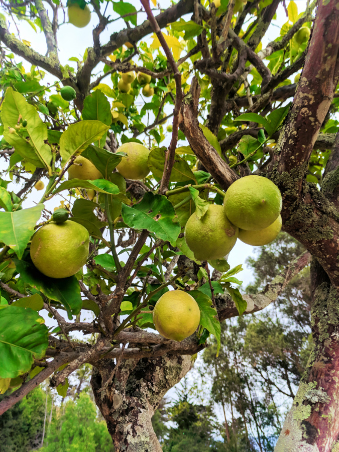Lemon grove at Cerro San Luis Obispo 1