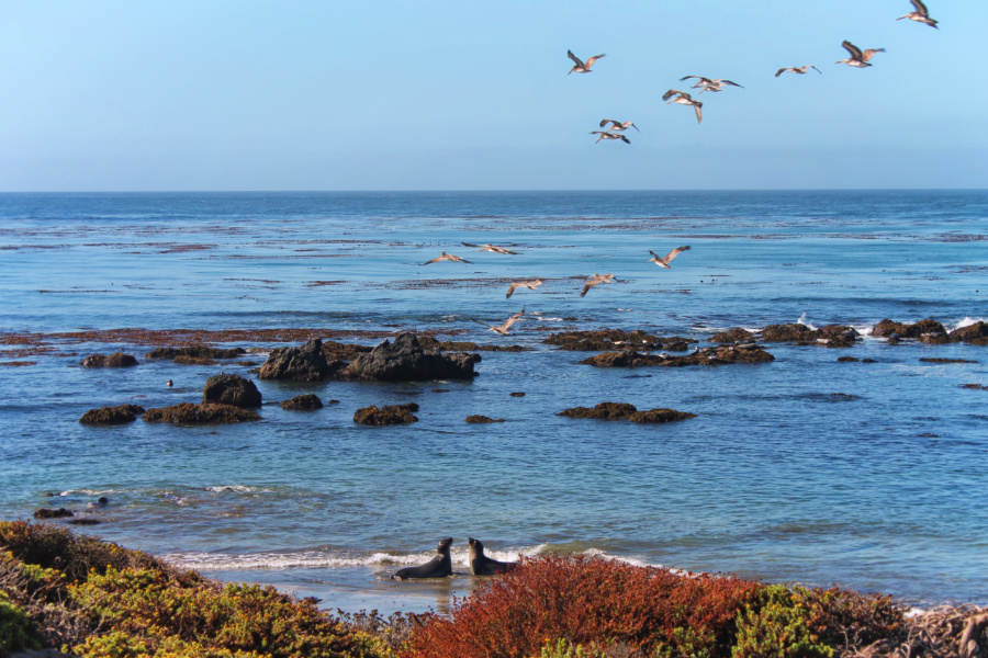 Pelicans flying over Elephant Seal Colony Hearst San Simeon California State Park 2