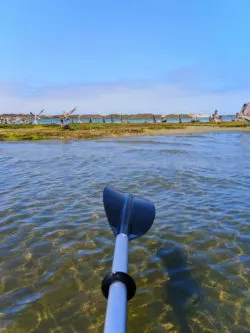 Pelicans while Kayaking in Morro Bay San Luis Obispo 1