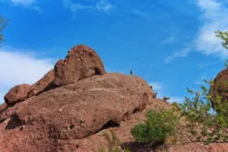 Bighorn Sheep at Phoenix Zoo 1