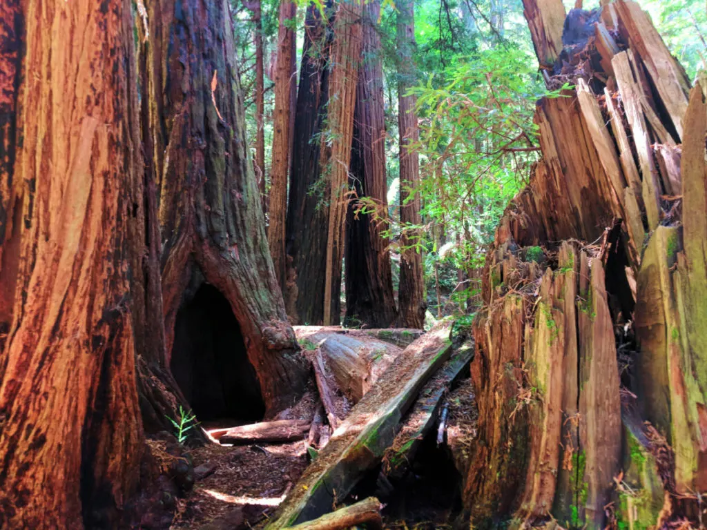 Burned out redwoods in Muir Woods National Monument 3