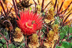 Cactus Flowers at Desert Botanical Garden Phoenix Tempe 11