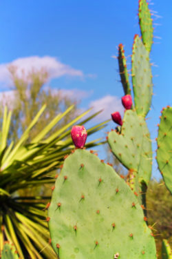 Cactus at Desert Botanical Garden Phoenix Tempe 5