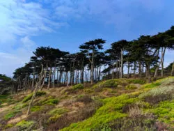 Cypress Trees at Sutro Baths GGNRA San Francisco 2