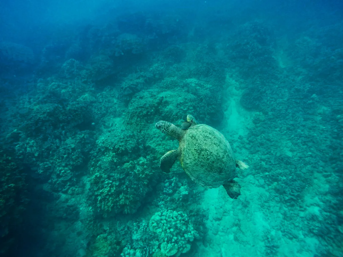 Hawaiian Green Sea Turtles under water 1
