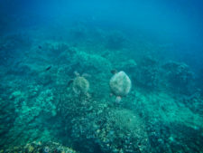 Hawaiian Green Sea Turtles under water 2