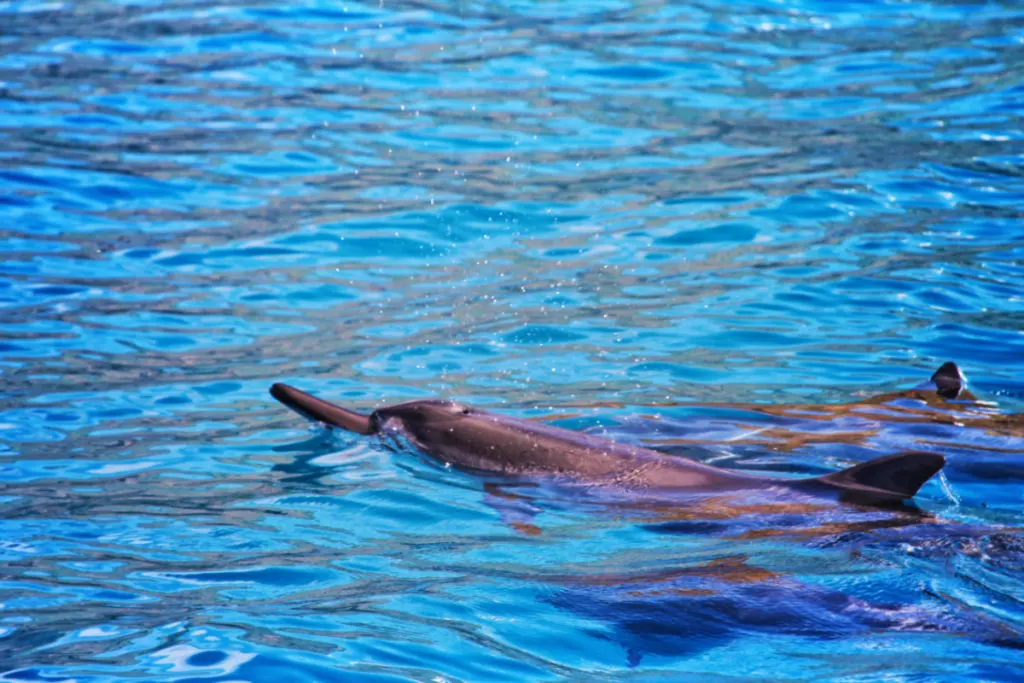 Hawaiian Spinner Dolphins catamaran snorkeling with Aulani Oahu 1