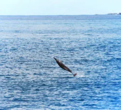 Hawaiian Spinner Dolphins catamaran snorkeling with Aulani Oahu 2