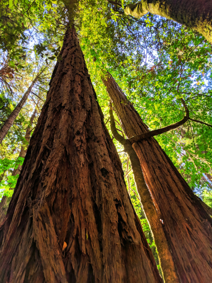 Looking up at redwoods in Muir Woods National Monument 3