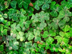 Oxalis in Muir Woods National Monument 2