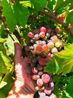 Ripe grapes at John Muir National Historic Site Martinez East Bay 3