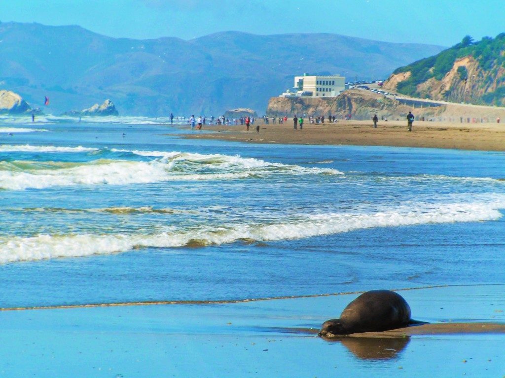 Sea-Lion-at-Ocean-Beach-San-Francisco-1-1024x768.jpg