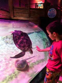 Taylor Family and sea turtle at SEA LIFE Arizona Tempe 1