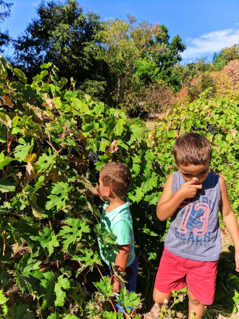 Taylor Family picking grapes at John Muir National Historic Site Martinez East Bay 3