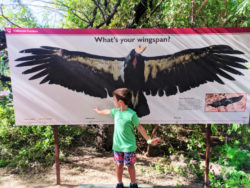 Taylor family with Condor Wingspan at Phoenix Zoo Tempe 1
