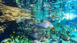 Underwater Snorkeling at Rainbow Reef Disney Aulani 3