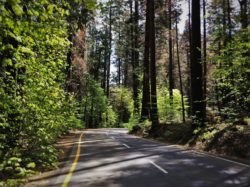 Winding Road in Yosemite National Park 2
