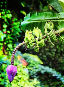 Banana Tree at Waimea Valley North Shore Oahu 3