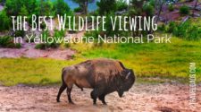 Everyone wants to experience Yellowstone National Park wildlife, from bison to bears. The best places to view moose, bison, pelicans and more can be easily visited on any Yellowstone NP trip. 2travelads.com