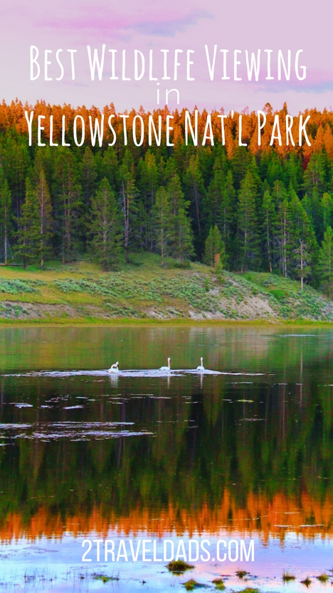 Best-wildlife-Viewing-in-Yellowstone-National-Park-pin-1.jpg