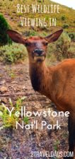 Everyone wants to experience Yellowstone National Park wildlife, from bison to bears. The best places to view moose, bison, pelicans and more can be easily visited on any Yellowstone NP trip. 2travelads.com