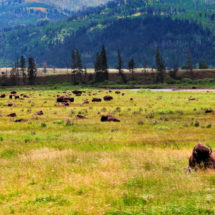 National Parks wildlife safety is important for both the enjoyment of those visiting the Parks and for the future of the animals found in nature. From hiking to boating, there are ways to keep humans and animals safe for their mutual benefit. 2traveldads.com