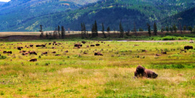 Wildlife In Yellowstone National Park: Best Tips and Places to See ...